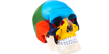 human skull model,life-size,PVC