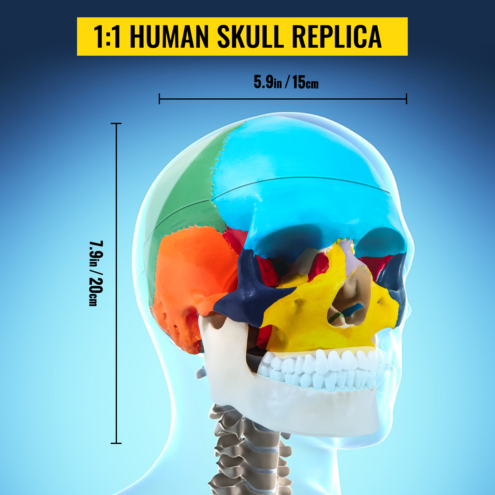 human skull model,life-size,PVC